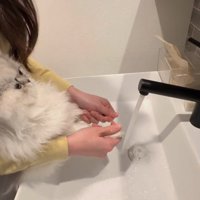 濡れた前足の先を絞られている子猫