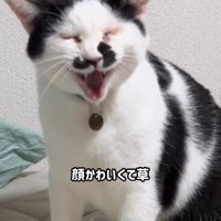 目を閉じて鳴いている猫