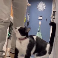 飼い主の足元にいる猫