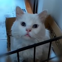 段ボールベッドに座る猫