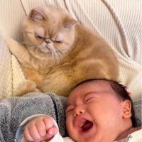 泣いている赤ちゃんの後ろで座る猫