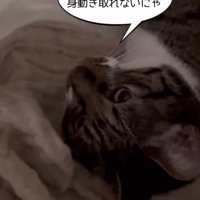 動けない猫