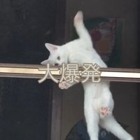どうしても外に出たい猫