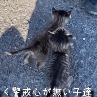 背中を向ける2匹の子猫