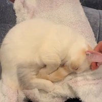 丸くなって寝る猫