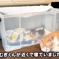 テロップ「むぎくんが～」