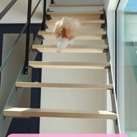 階段を上る猫の後ろ姿