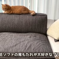 テロップ「最近ソファの～」