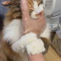 手袋で撫でられる