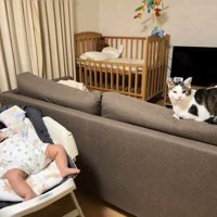 赤ちゃんのそばにいる猫