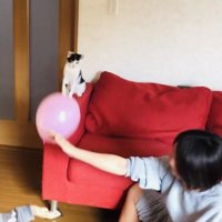 風船でバレーボールをする2人の男の子とハチワレ猫
