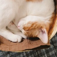 カゴの中で眠る子猫の寝顔