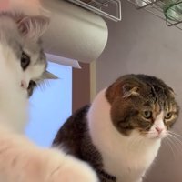 しろがね丸くんとぽこ太郎くん