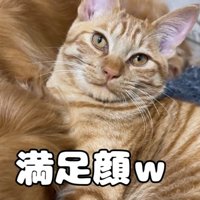 茶トラ猫