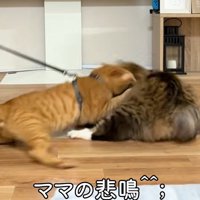 けんかをしている猫