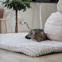 ラグの上で眠るミヌエットに近づく飼い主