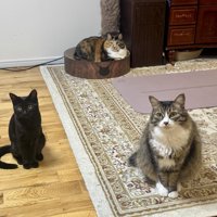 お座りする猫たち