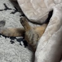 こたつで眠る猫