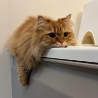 なまけもののような姿になった猫