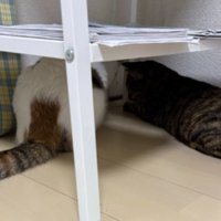椅子の下にいる猫
