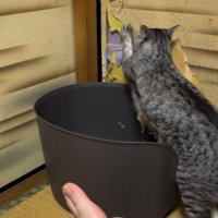 ふすまに前足をかけて引っ掻く猫