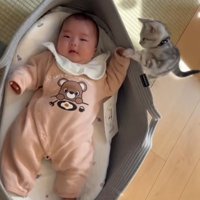 ベビーベッドで寝ている赤ちゃんの手にふれる子猫