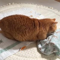 ホリホリ