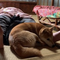 眠る猫と犬