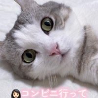 目を見開く猫