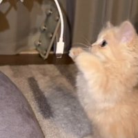 子猫に叩かれて揺れるスマホのコード