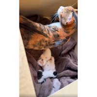 母猫と子猫