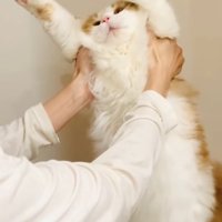 脇を掴まれて向かって左側に体を傾ける猫