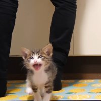 鳴くそっくん