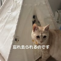 振り返る猫