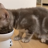 ご飯を食べる子猫
