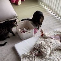 赤ちゃんがオモチャを猫の前に差し出し、そのオモチャを首を傾げて見る猫