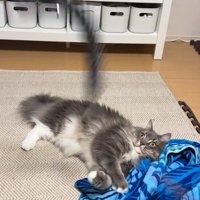 寝転がる猫