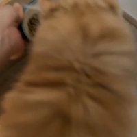 ごはんを食べる子猫