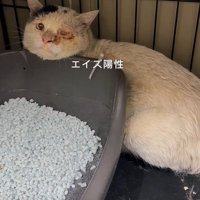 トイレの後ろにいる猫