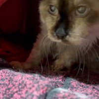 こたつから出てくる猫