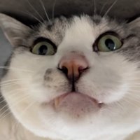猫の顔