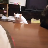 顔を出す猫