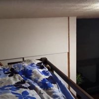 人の足元に顔を出している猫