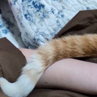 寝そべっている飼い主の腕にしっぽを絡める猫