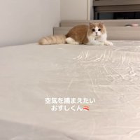 ベッドの上で伏せをしながらカメラの方を見つめる猫（尻尾垂れている）
