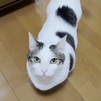 こちらを見上げる姿