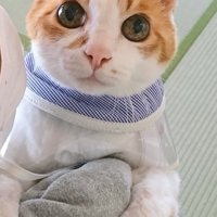 抱っこされている猫