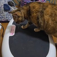 ブルブルマシンの上に乗っている猫