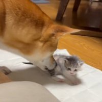 子猫をお世話する犬