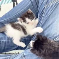 足で遊ぶ2匹の子猫